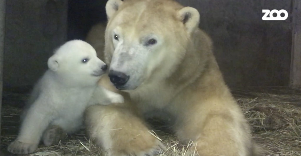 Se den lille isbjørneunge i Zoologisk Have